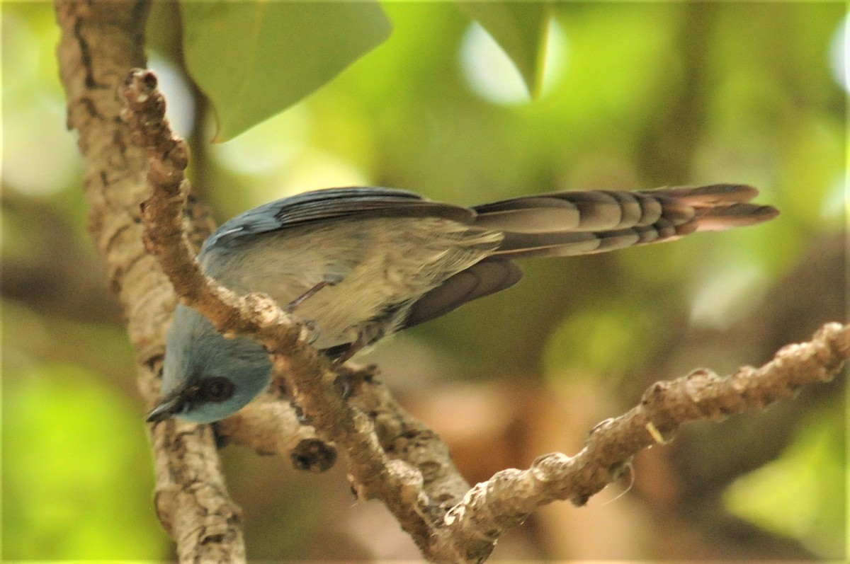African Blue Flycatcher - ML53180721