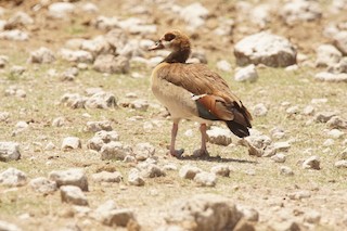 Egyptian Goose, ML531808701