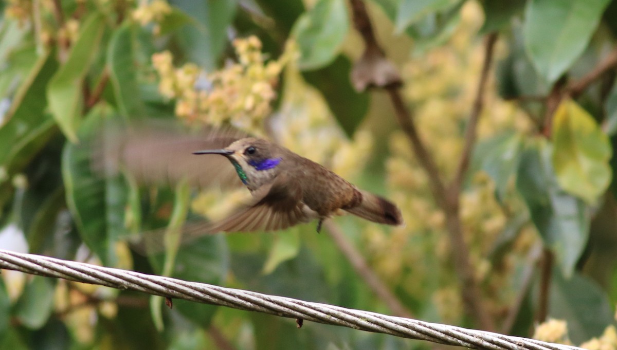kolibřík fialovouchý - ML531810541