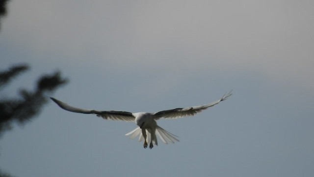 White-tailed Kite - ML531810671