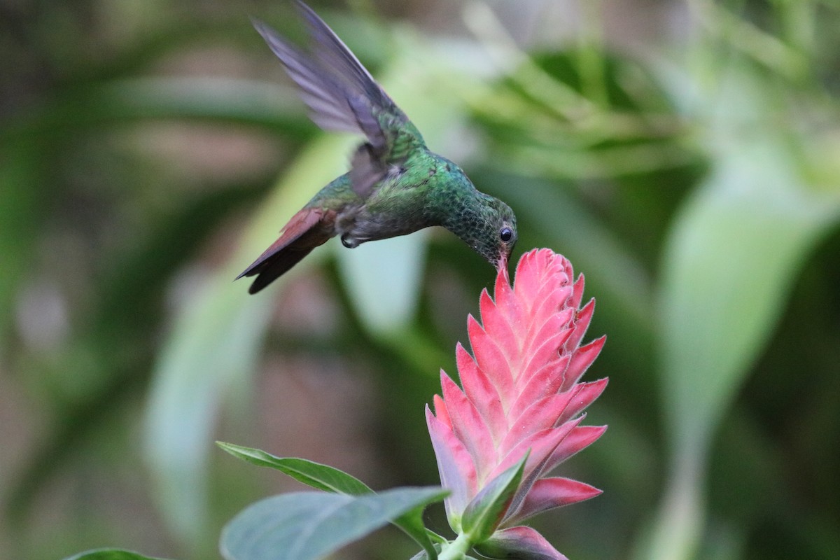 Rufous-tailed Hummingbird - ML531812011