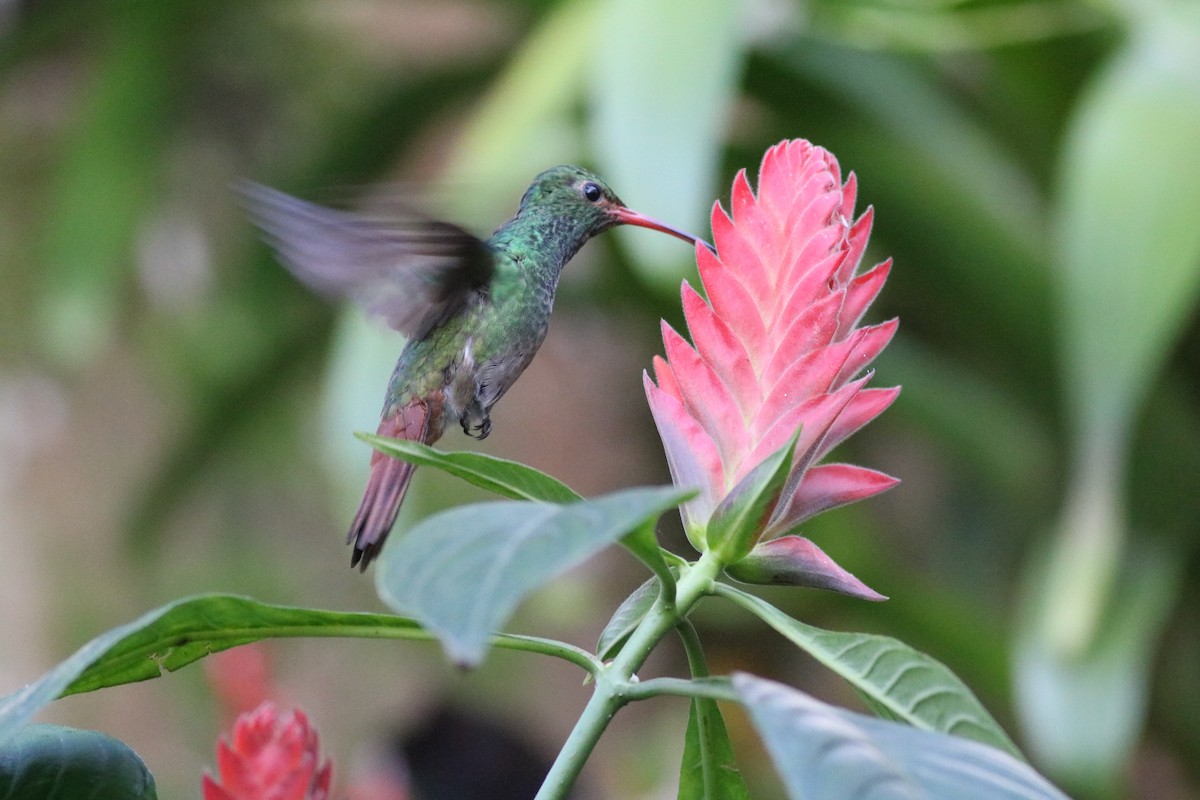 Rufous-tailed Hummingbird - ML531812021