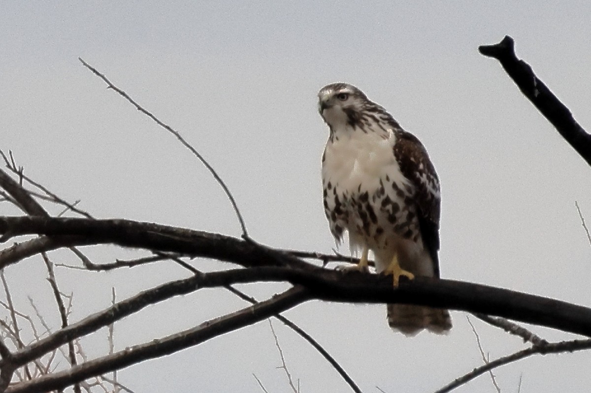 Red-tailed Hawk (Harlan's) - ML531812911