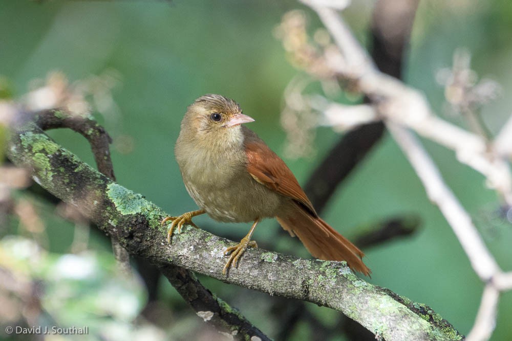 Crested Spinetail - David Southall