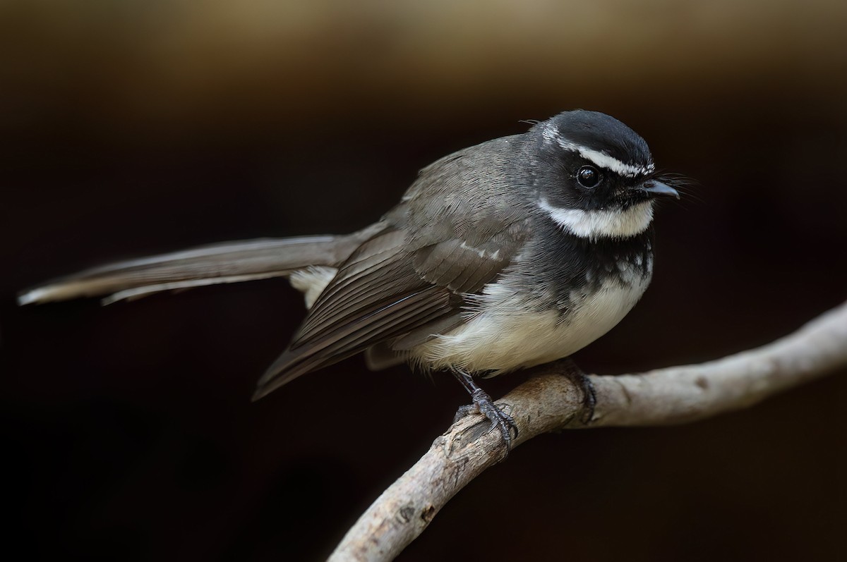 Spot-breasted Fantail - ML531820161