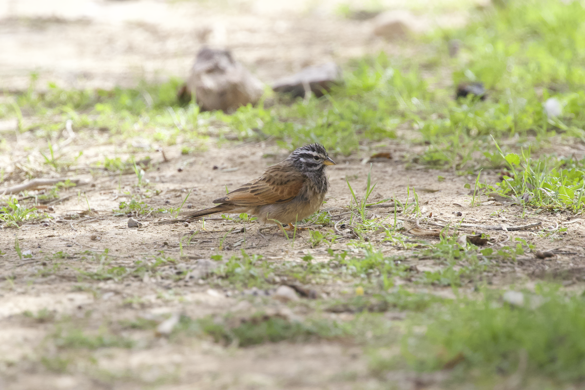 Striolated Bunting - ML531827281