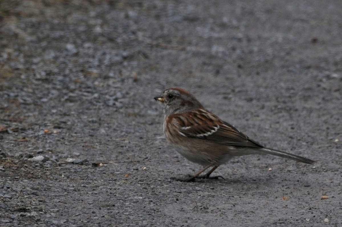 American Tree Sparrow - ML53182791