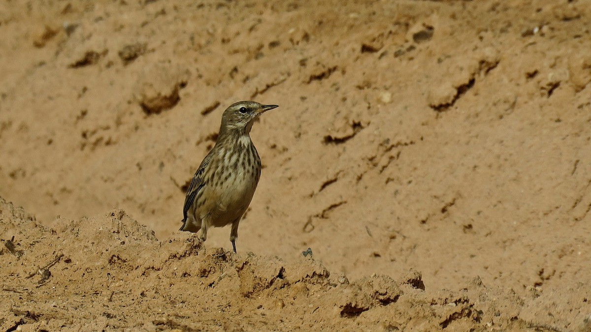 Water Pipit - ML531829051