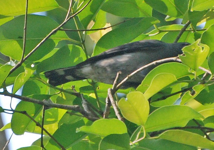 Black-winged Cuckooshrike - ML53183071