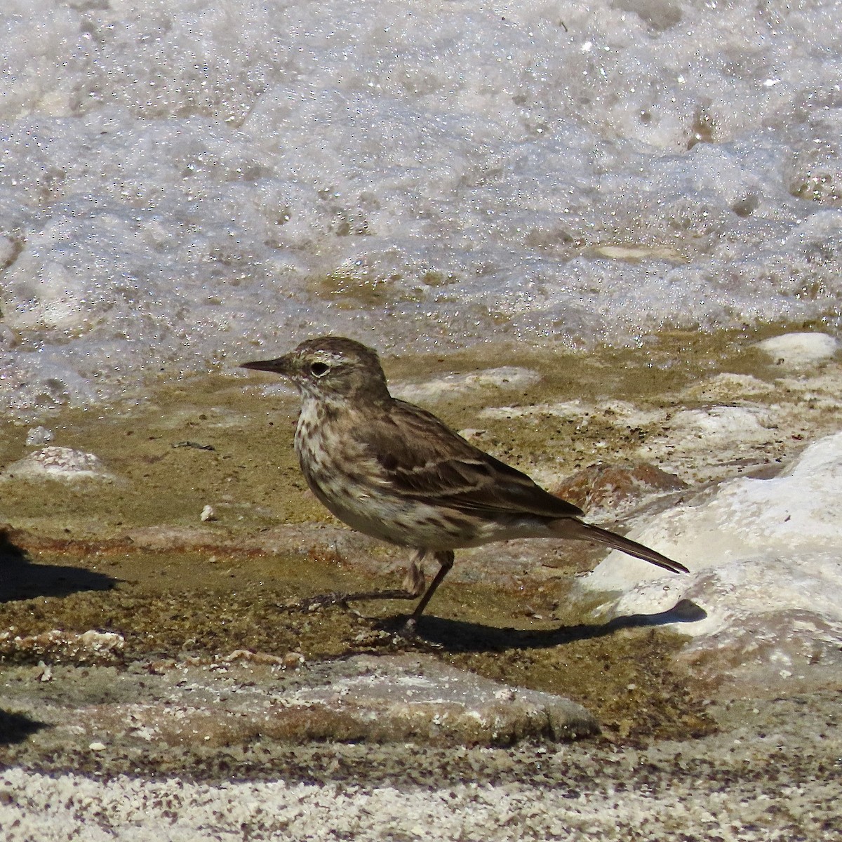 Water Pipit - ML531831411