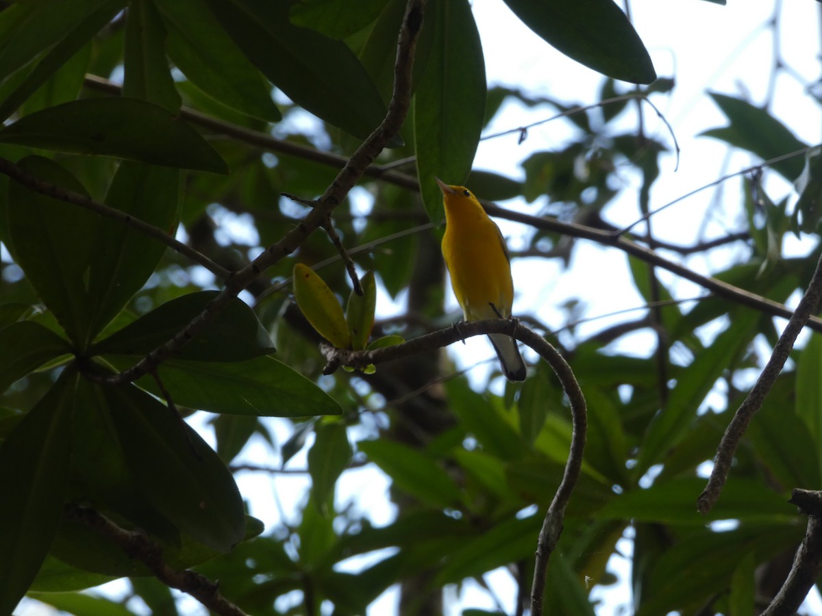 Prothonotary Warbler - ML531833281