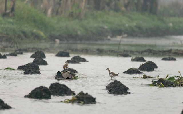 Pheasant-tailed Jacana — photographed by Sayantan Ghosh