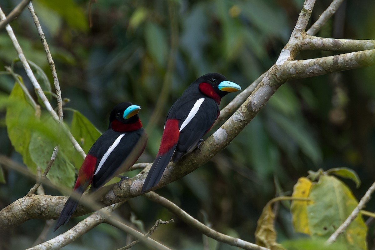 Black-and-red Broadbill (Black-and-red) - ML531839151