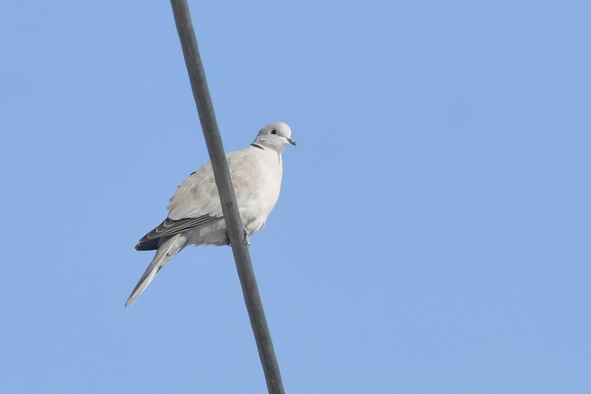 Eurasian Collared-Dove - ML531841861