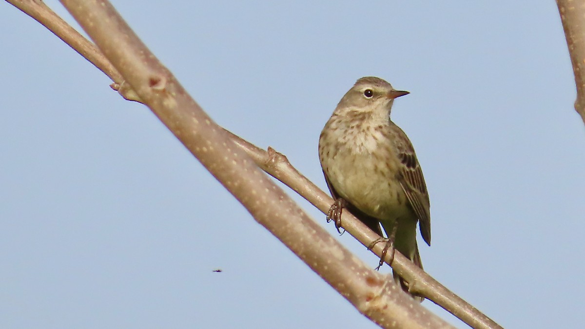 Water Pipit - ML531842461