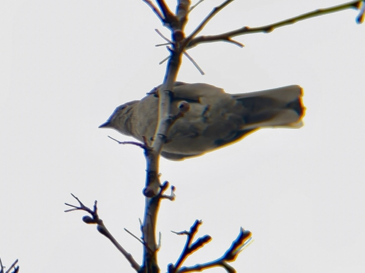 Townsend's Solitaire - ML531852701