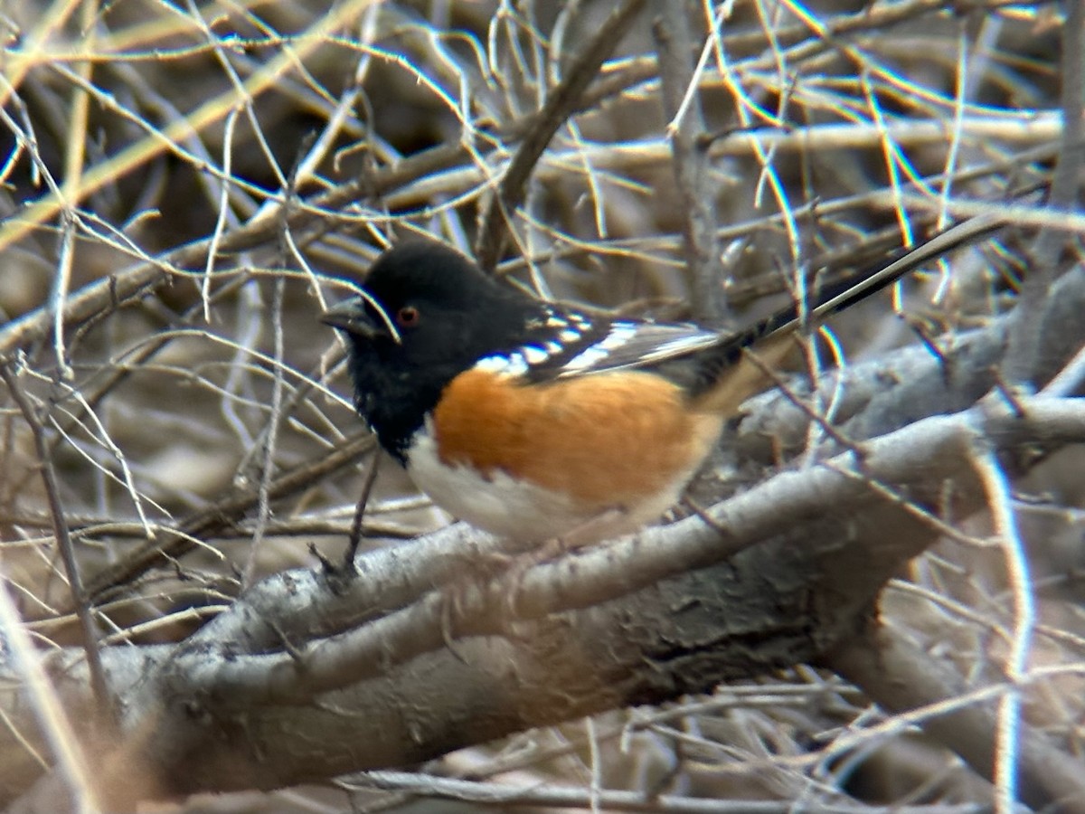 Spotted Towhee - ML531852821