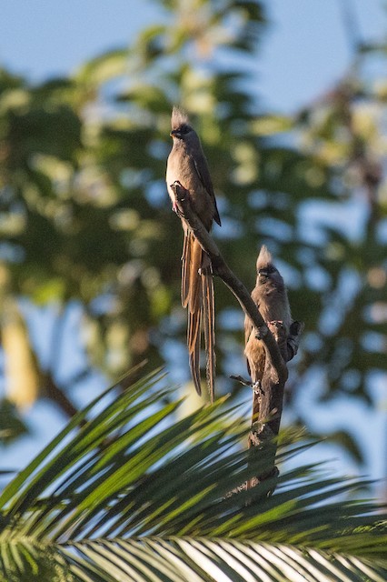 Speckled Mousebird