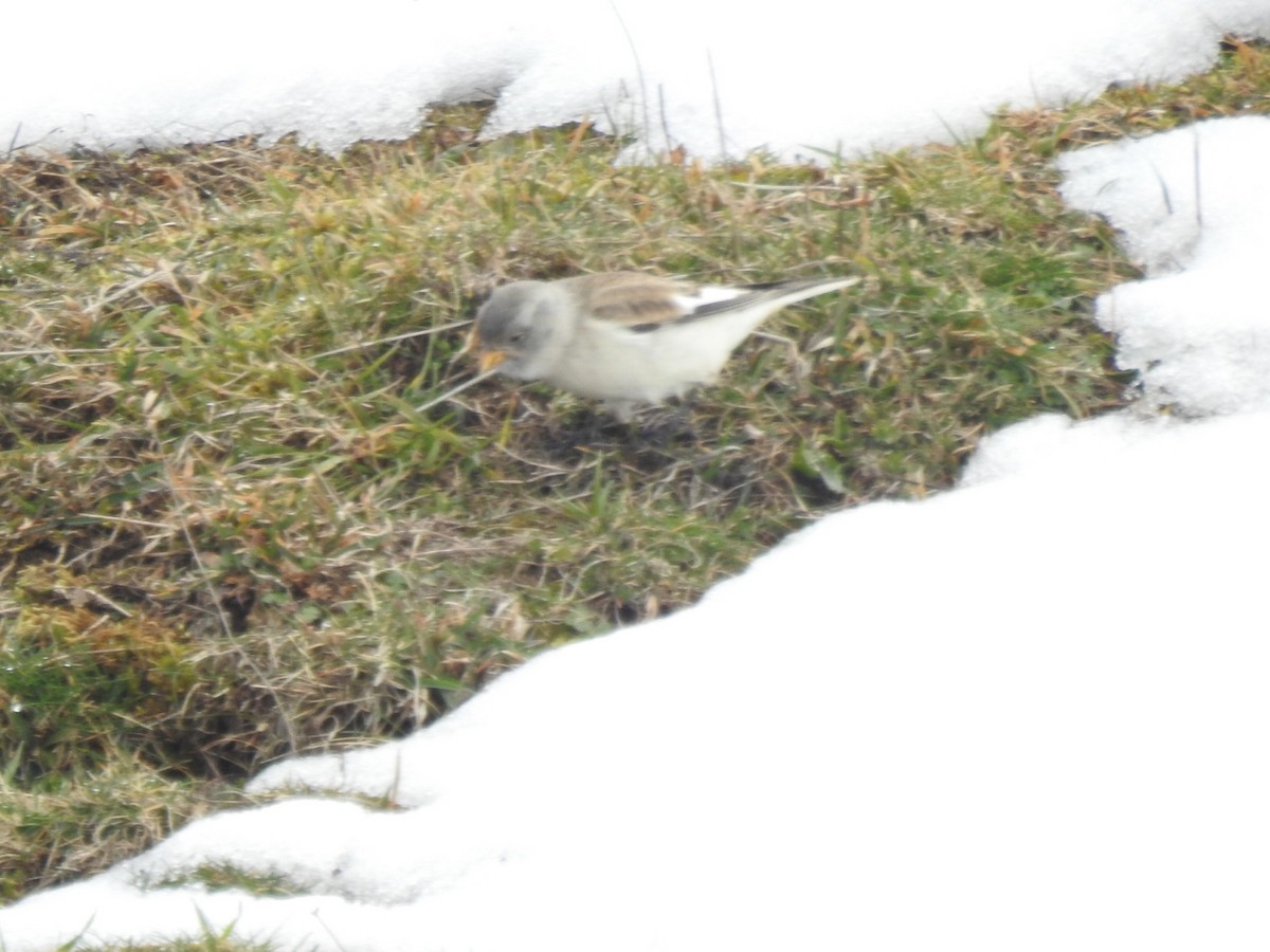 White-winged Snowfinch - ML531853031
