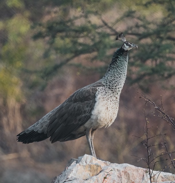 Indian Peafowl — photographed by Sayantan Ghosh