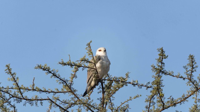 Black-winged Kite (Black-shouldered Kite) — photographed by Sayantan Ghosh
