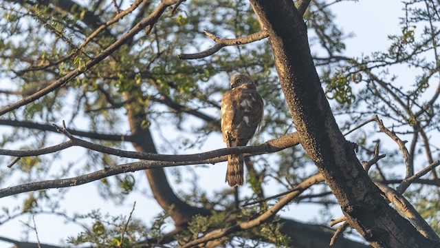 Shikra — photographed by Sayantan Ghosh