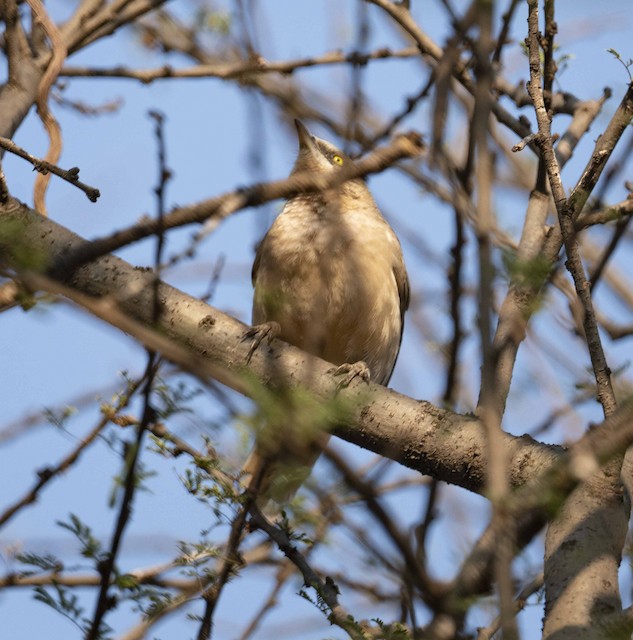 Large Grey Babbler — photographed by Sayantan Ghosh