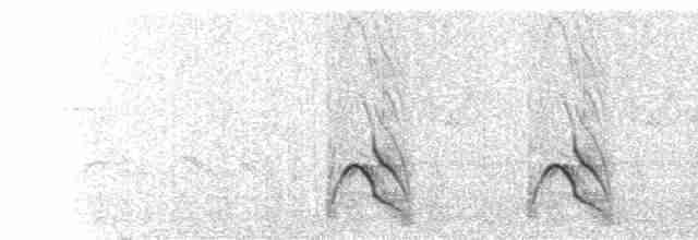  - Thick-billed Miner