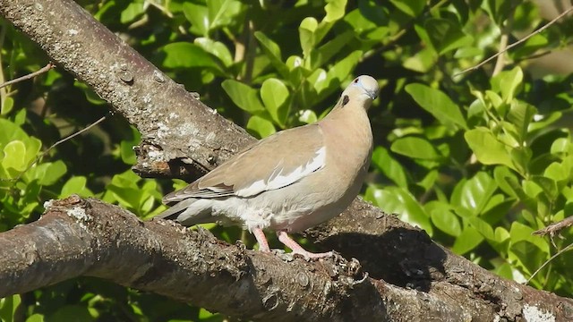 White-winged Dove - ML531858171