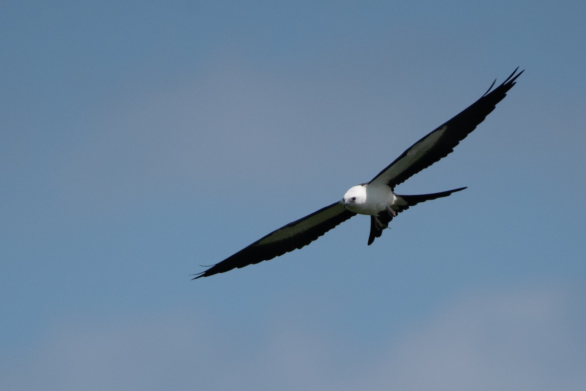 Swallow-tailed Kite - Kevin Pero
