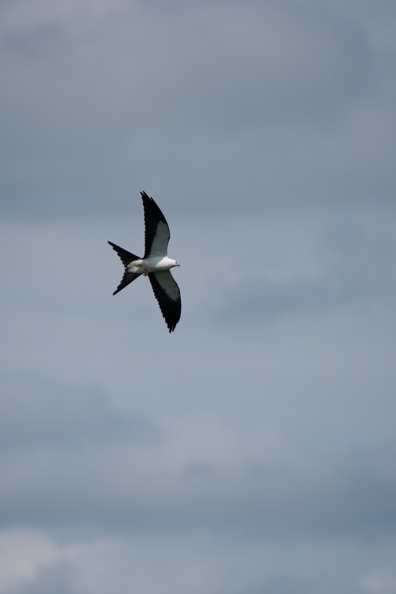 Swallow-tailed Kite - Kevin Pero