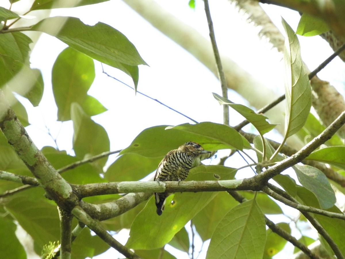 White-barred Piculet - ML531859821