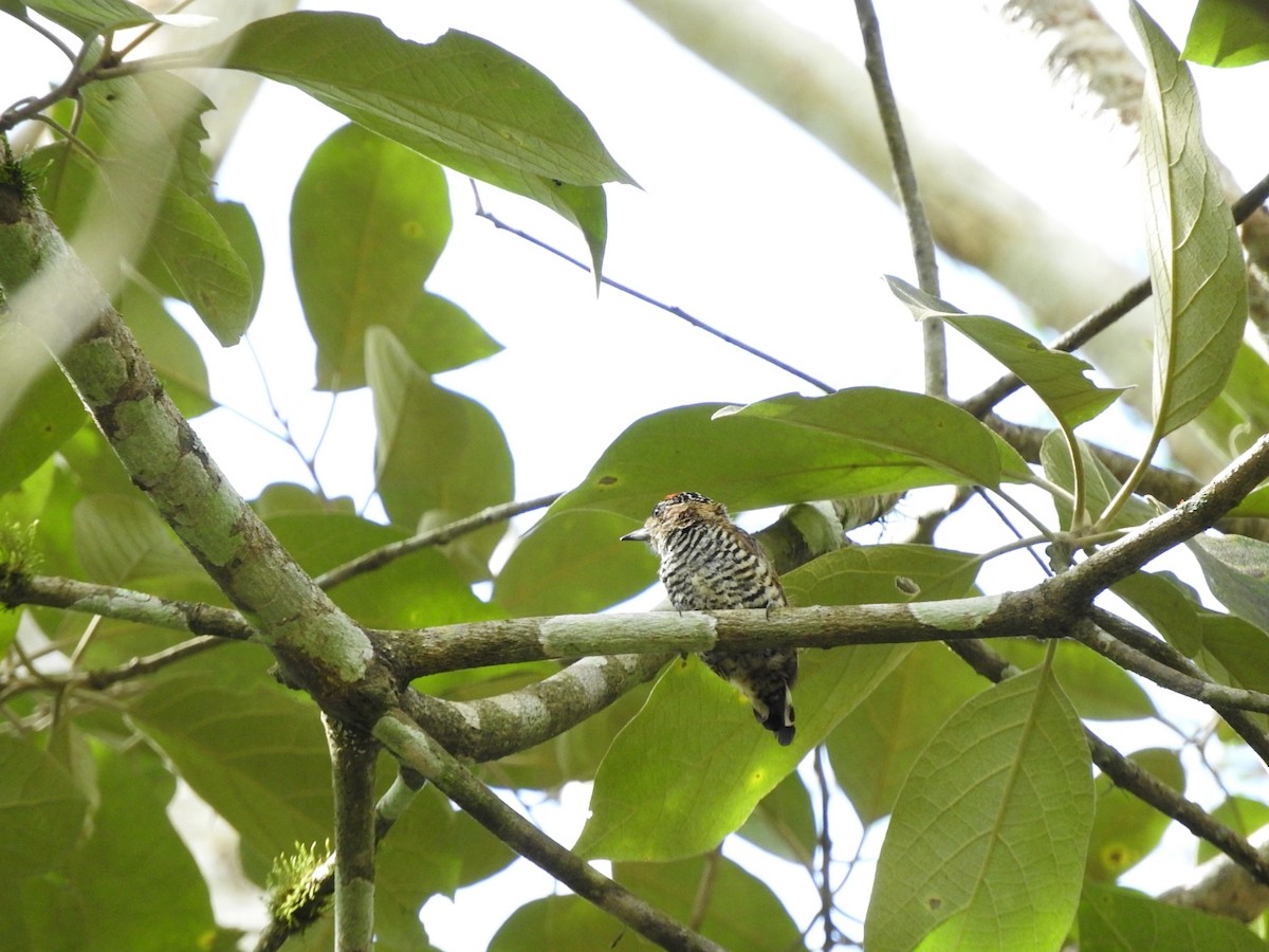 White-barred Piculet - ML531859831