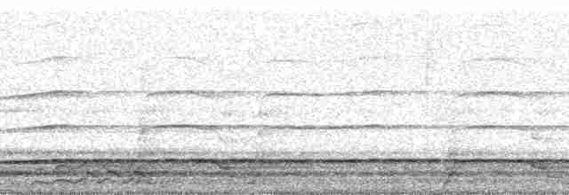 Plongeon huard - ML53186