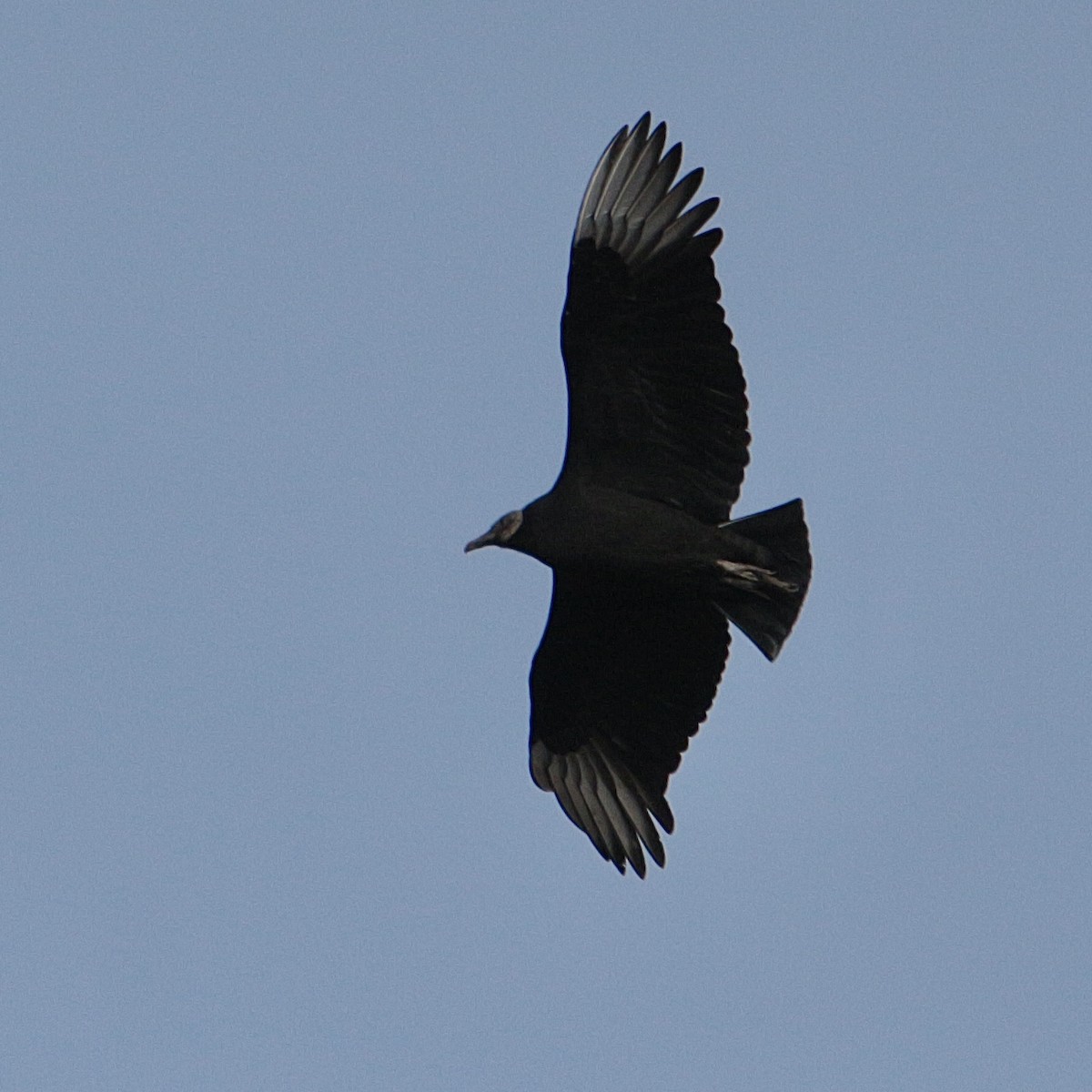 Black Vulture - Dan Mendenhall
