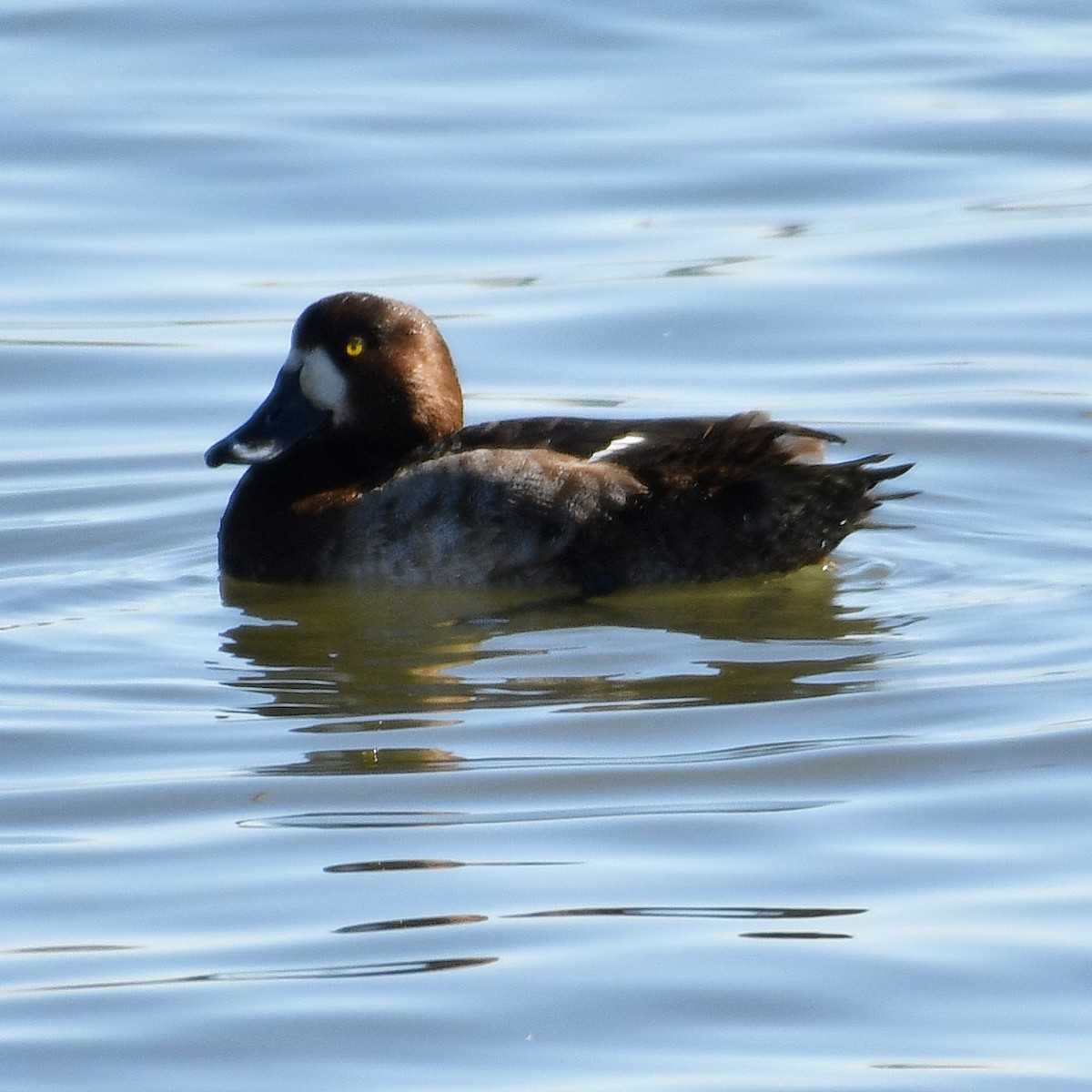 Greater/Lesser Scaup - ML531861751