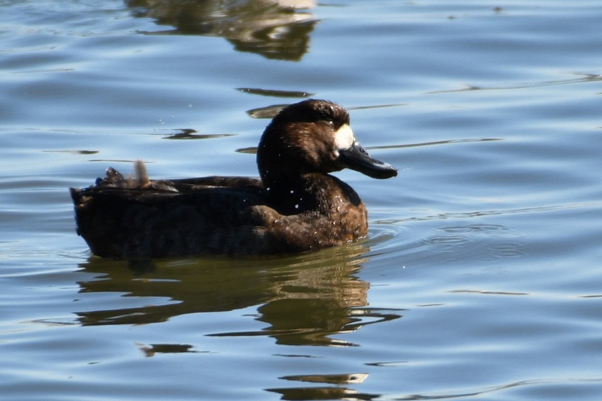 Greater/Lesser Scaup - ML531861761