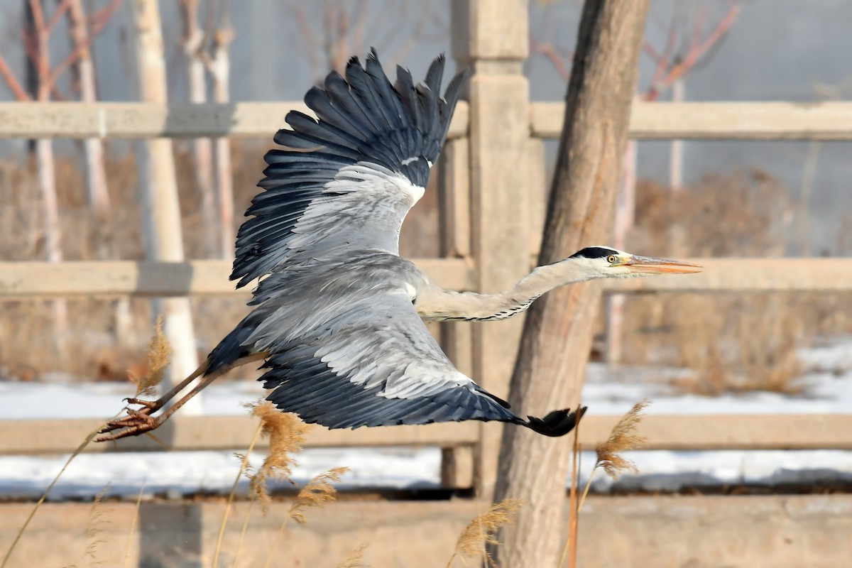 Gray Heron - Qin Huang
