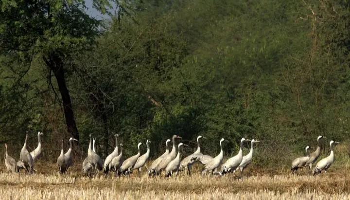 Common Crane - Kanhaiya Udapure