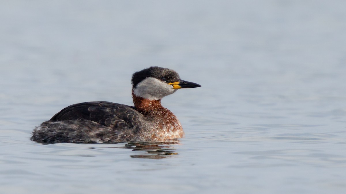 Red-necked Grebe - ML531863961