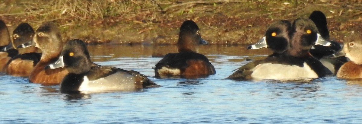 Ring-necked Duck - ML531865301