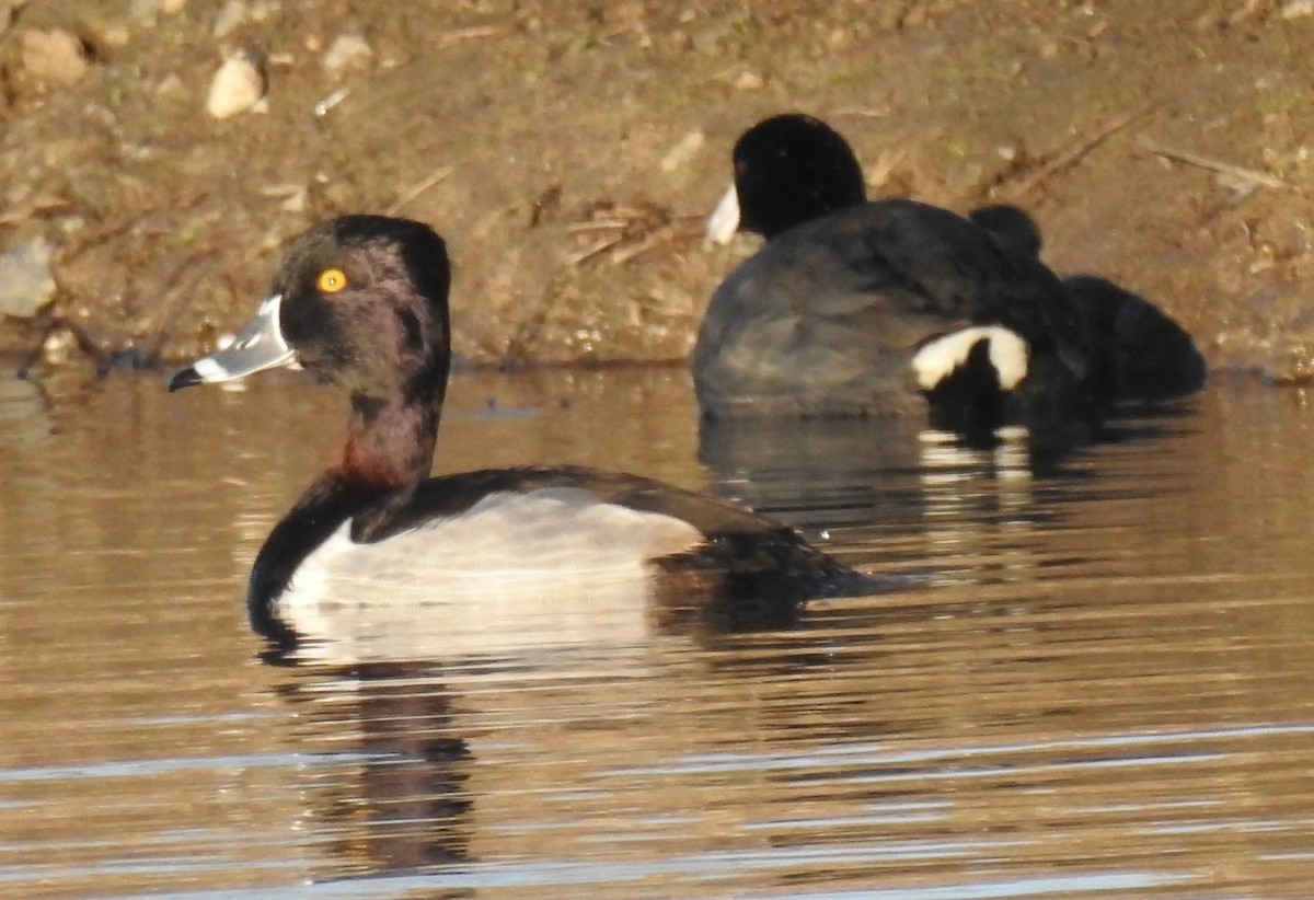 Ring-necked Duck - ML531866361
