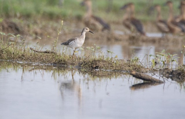 Ruff — photographed by Sayantan Ghosh