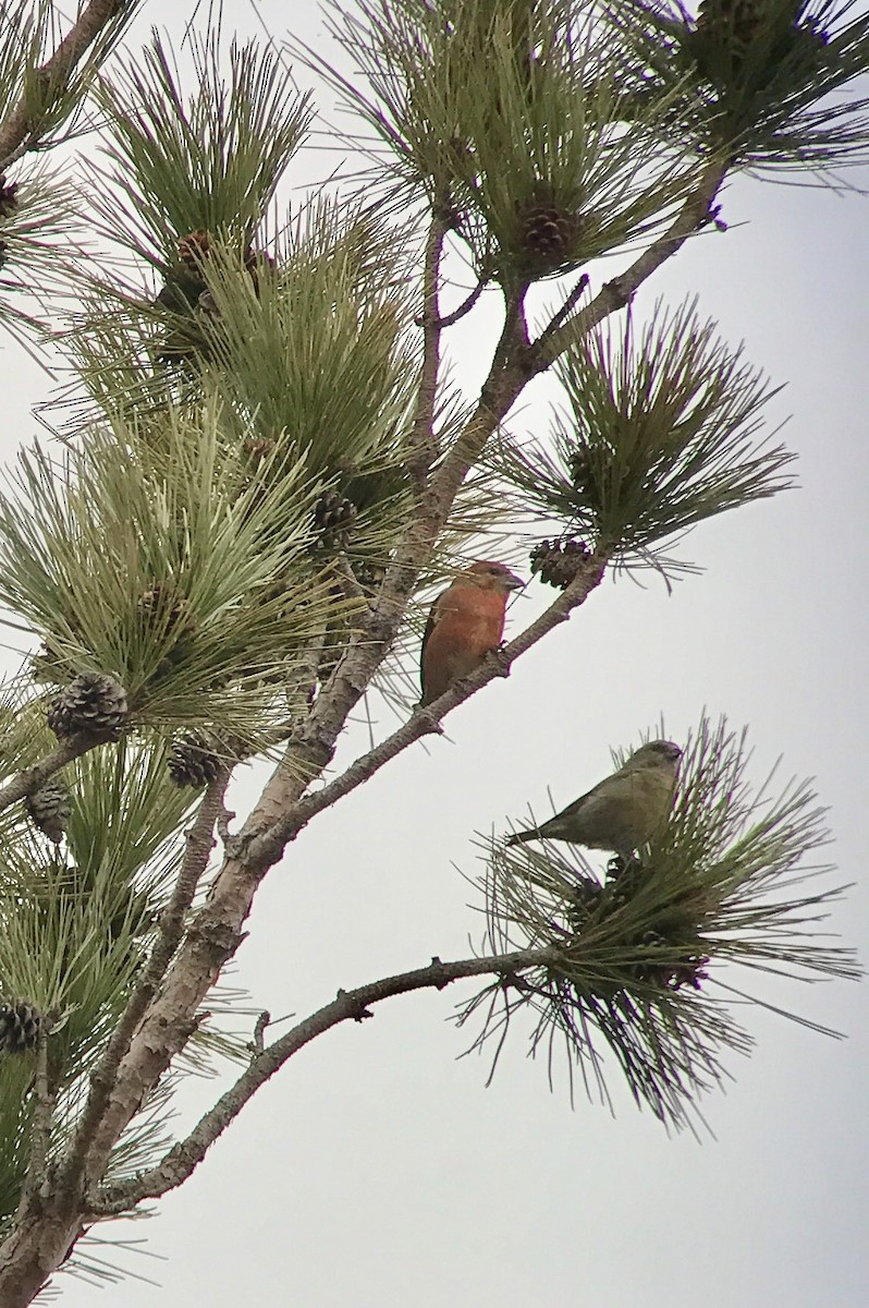 Red Crossbill - Kevin Manley