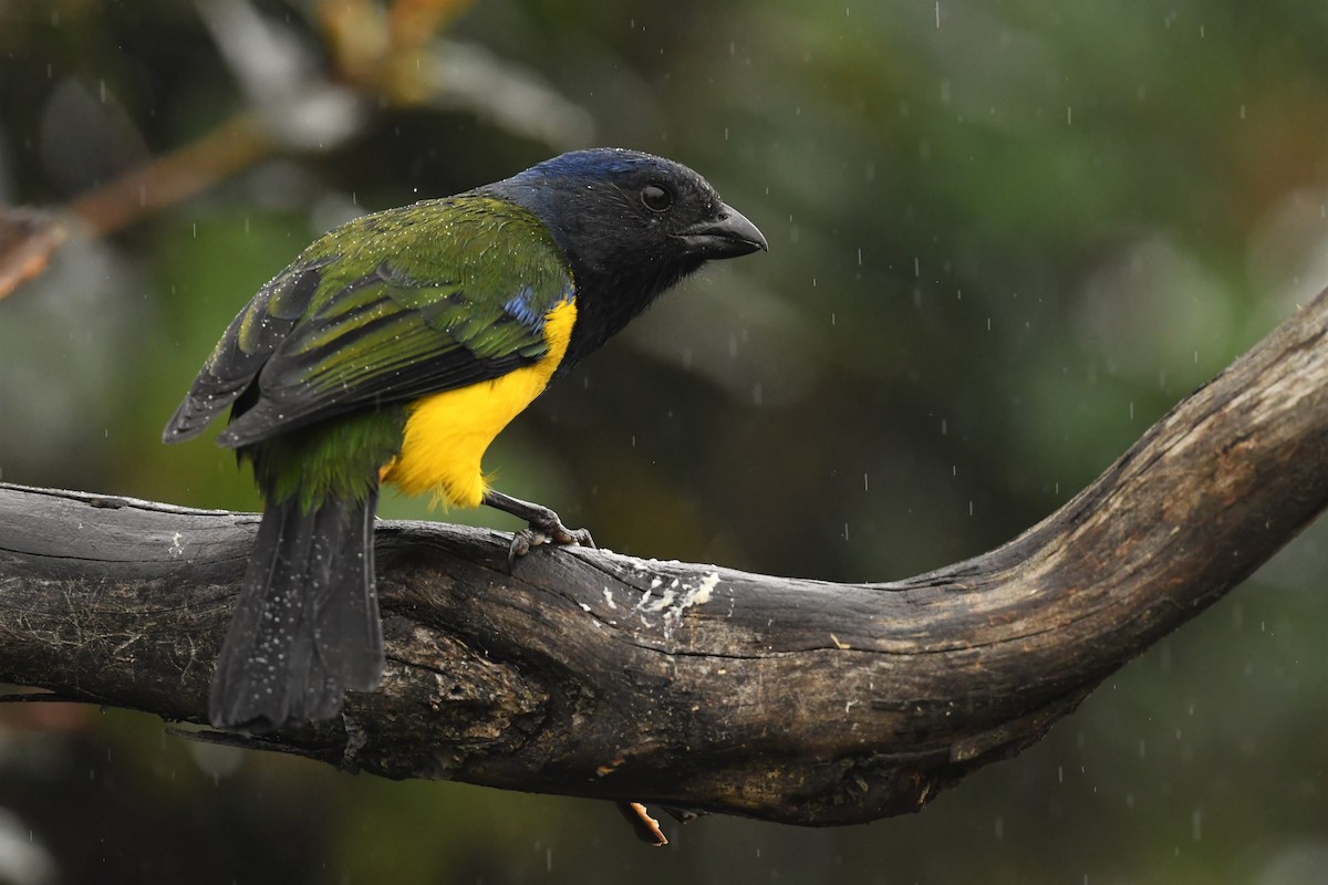 Black-chested Mountain Tanager - ML531869301