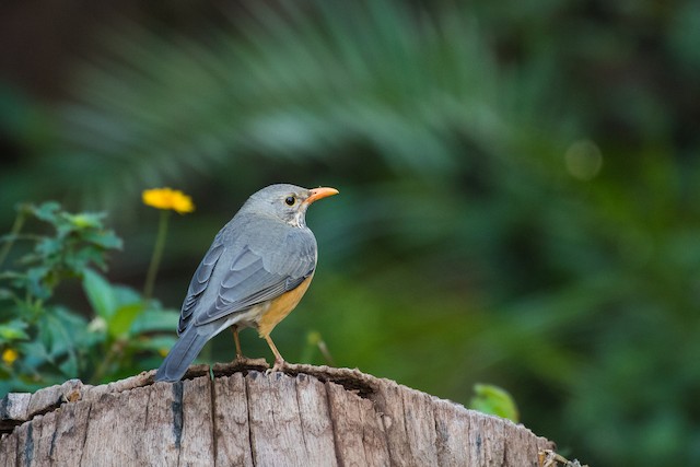 Kurrichane Thrush