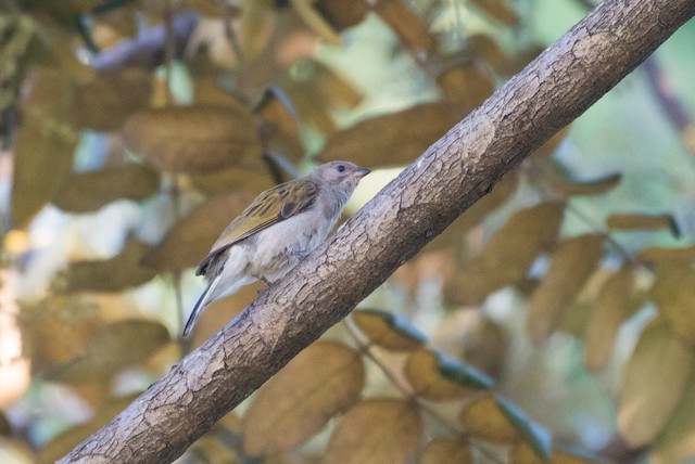 Lesser Honeyguide