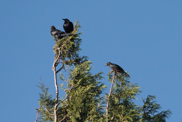 Red-winged Starling