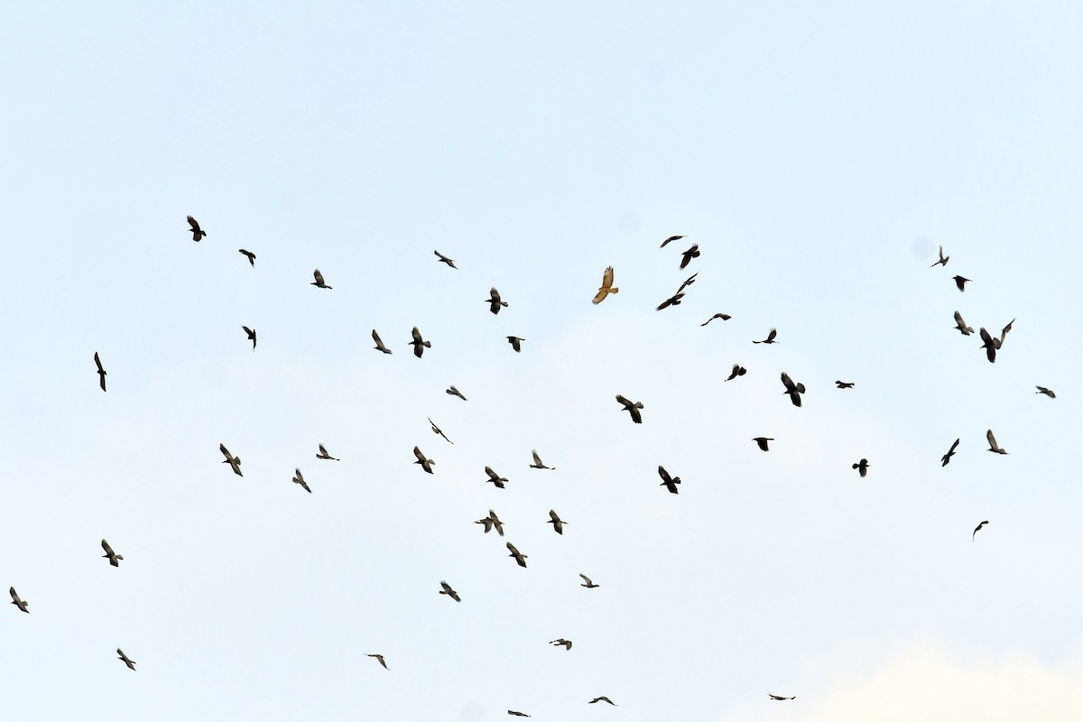 Common Buzzard - Qin Huang