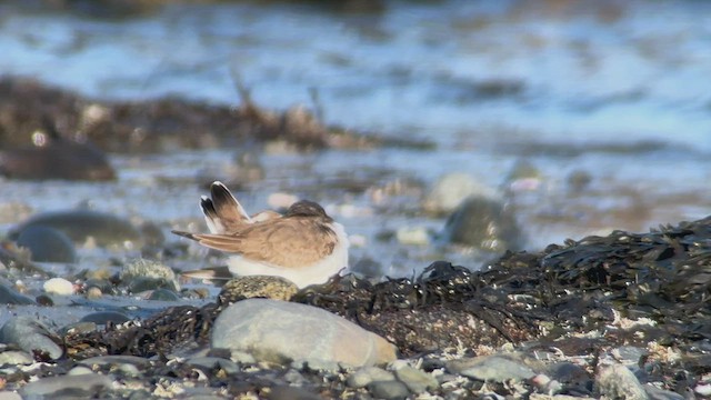 Common Ringed Plover - ML531884991